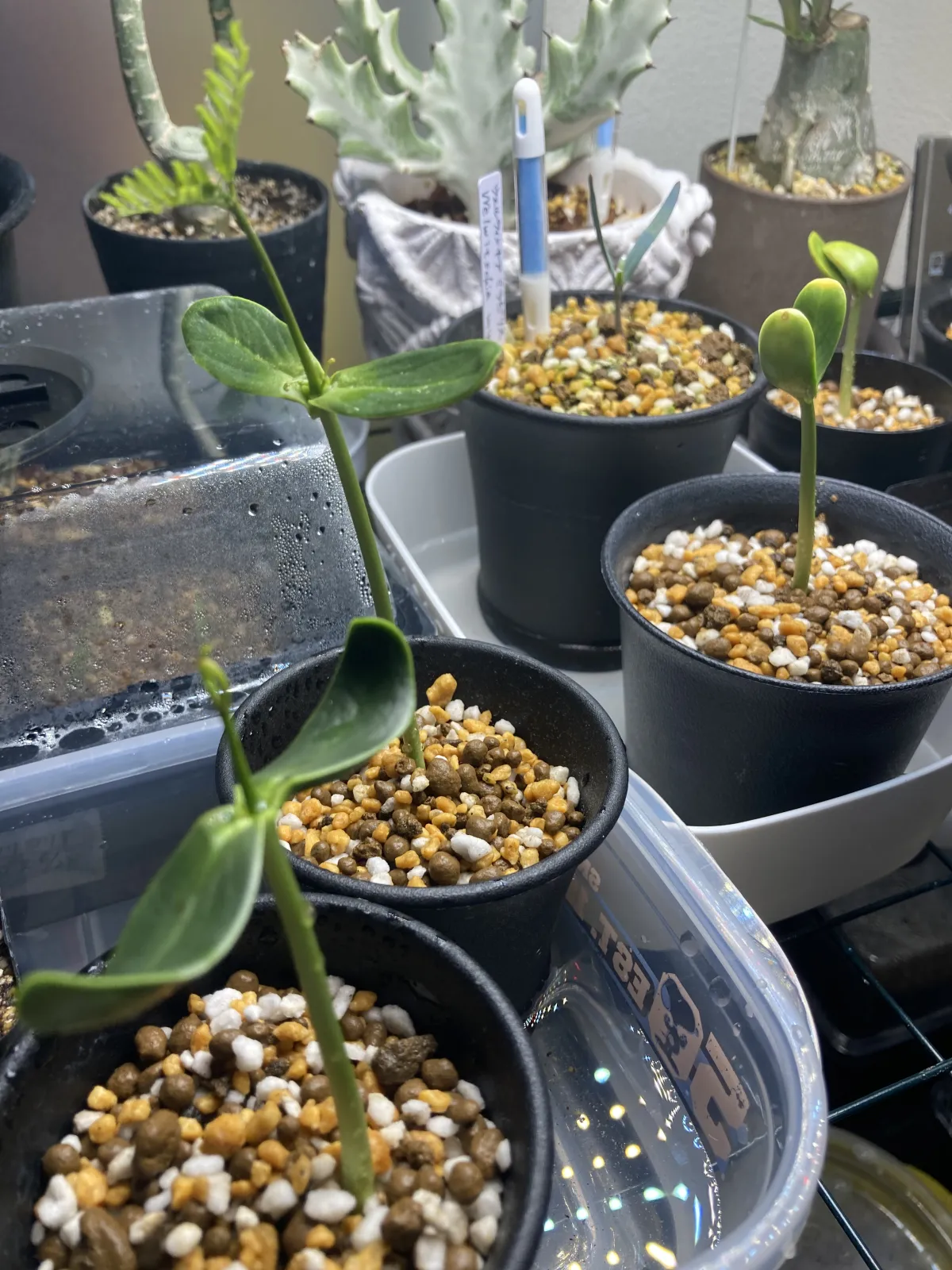 Delonix pumila (デロニクス プミラ)