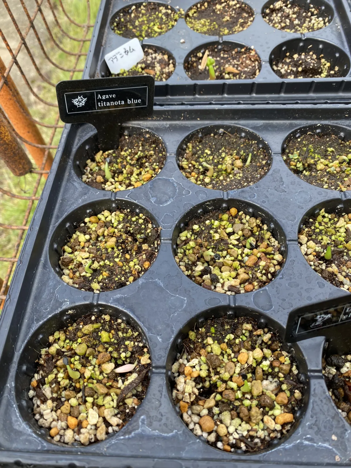 Agave titanota 'Blue' (アガベ チタノタブルー)