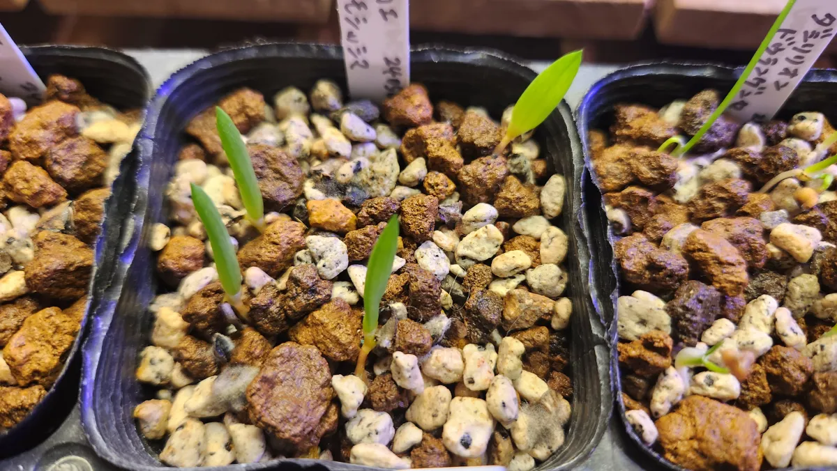 Aloe ramosissima (アロエ ラモシシマ)