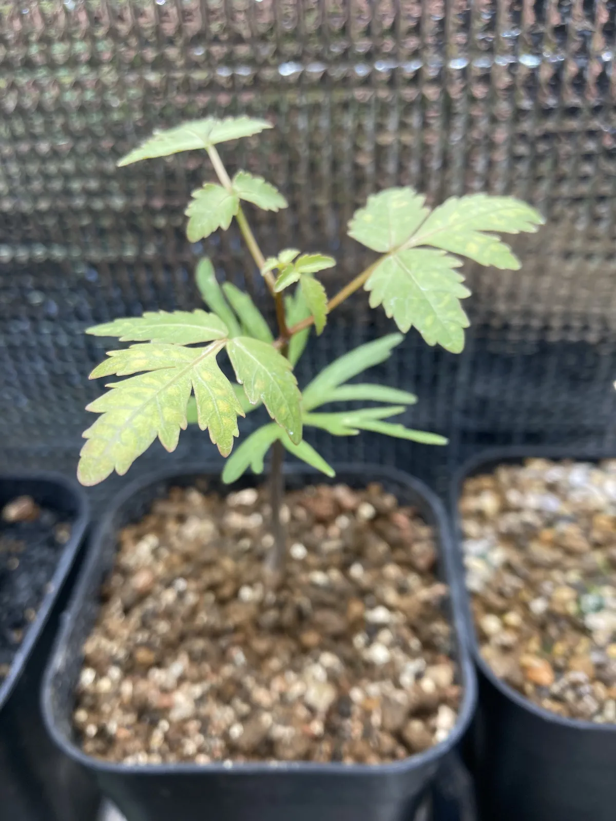 Bursera fagaroides (ブルセラ ファガロイデス)