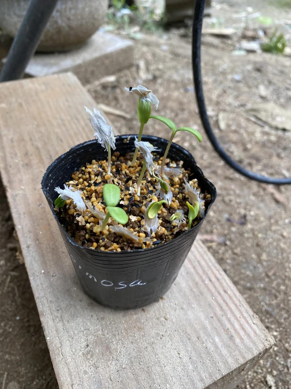 Fouquieria formosa (フォークイエリア フォルモサ)