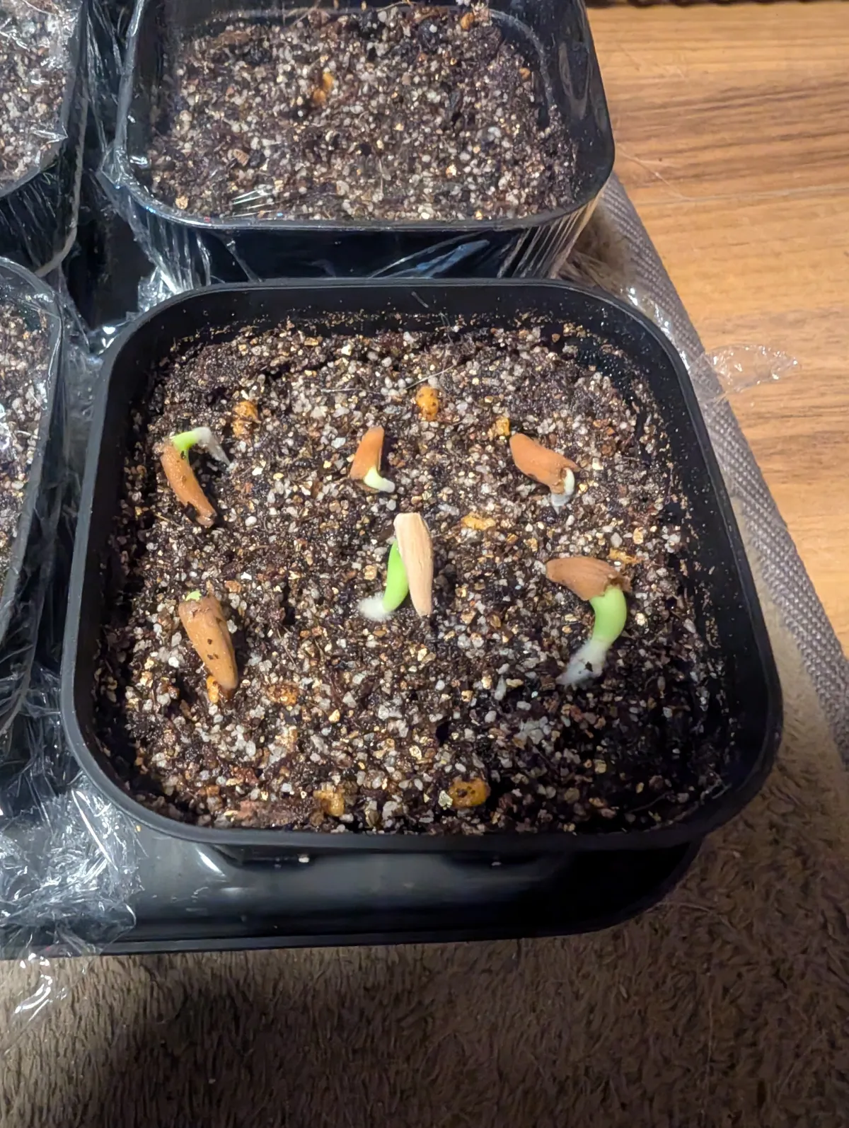 Adenium obesum thai (アデニウム タイ ソコトラナム)