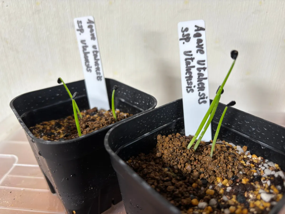 Agave utahensis ssp. utahensis (アガベ ユタエンシス)