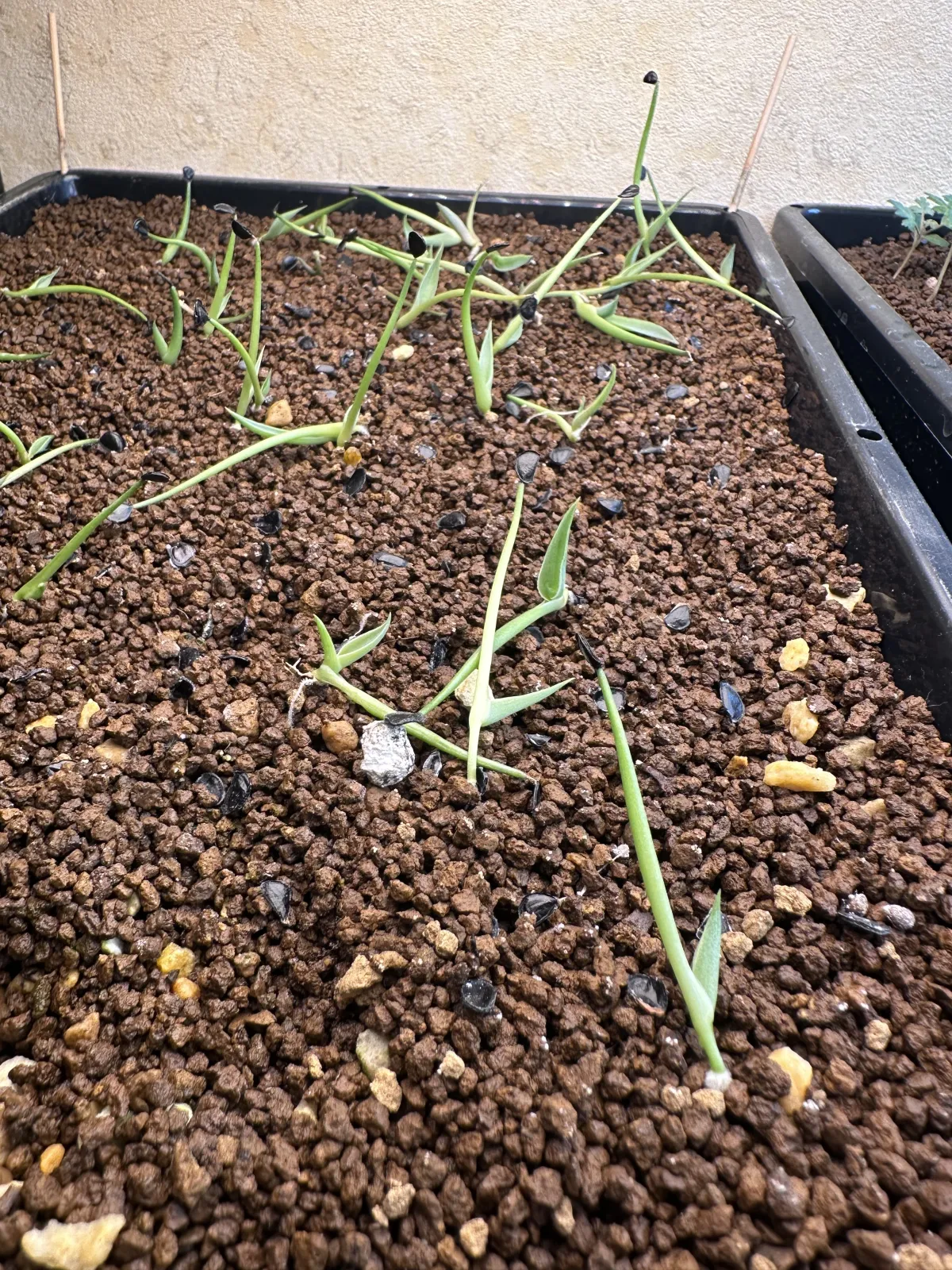 Agave ovatifolia (アガベ オバティフォリア)