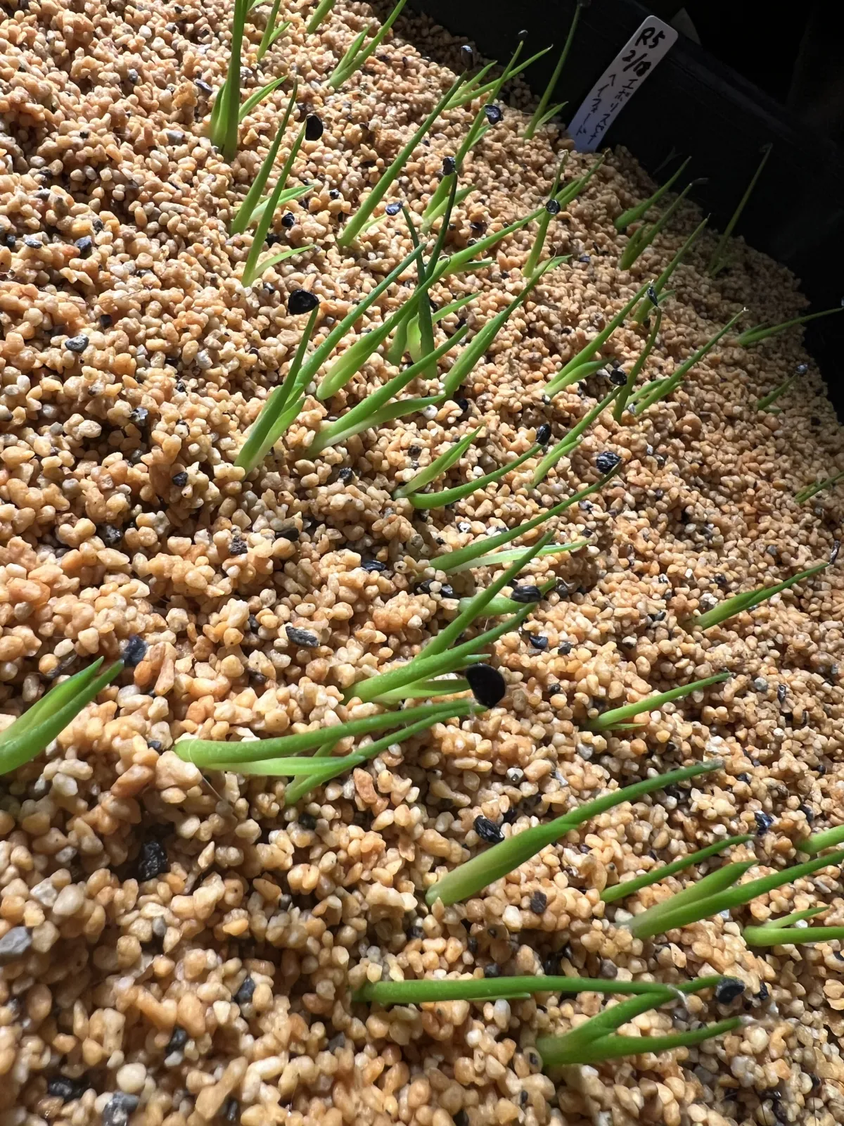 Agave utahensis var. eborispina 'Hayford' (アガベ エボリスピナ ヘイフォード)