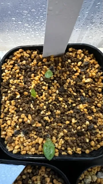 Aloe marlothii subsp. marlothii (アロエ マルロシー)