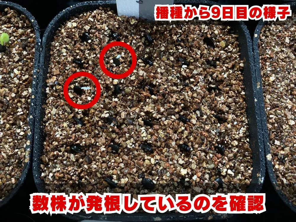 Yucca rostrata (ユッカ ロストラータ)