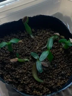 Pachypodium rosulatum var. gracilius (パキポディウム グラキリス)