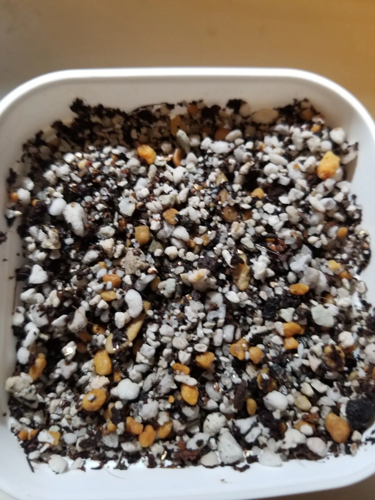 Pachypodium lamerei var. ramosum (パキポディウム ラモサム)