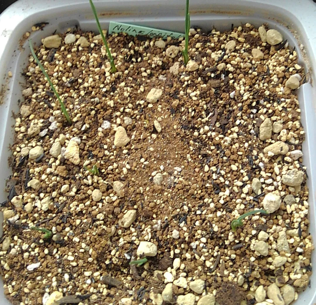 Nolina longifolia (ノリナ ロンギフォリア)