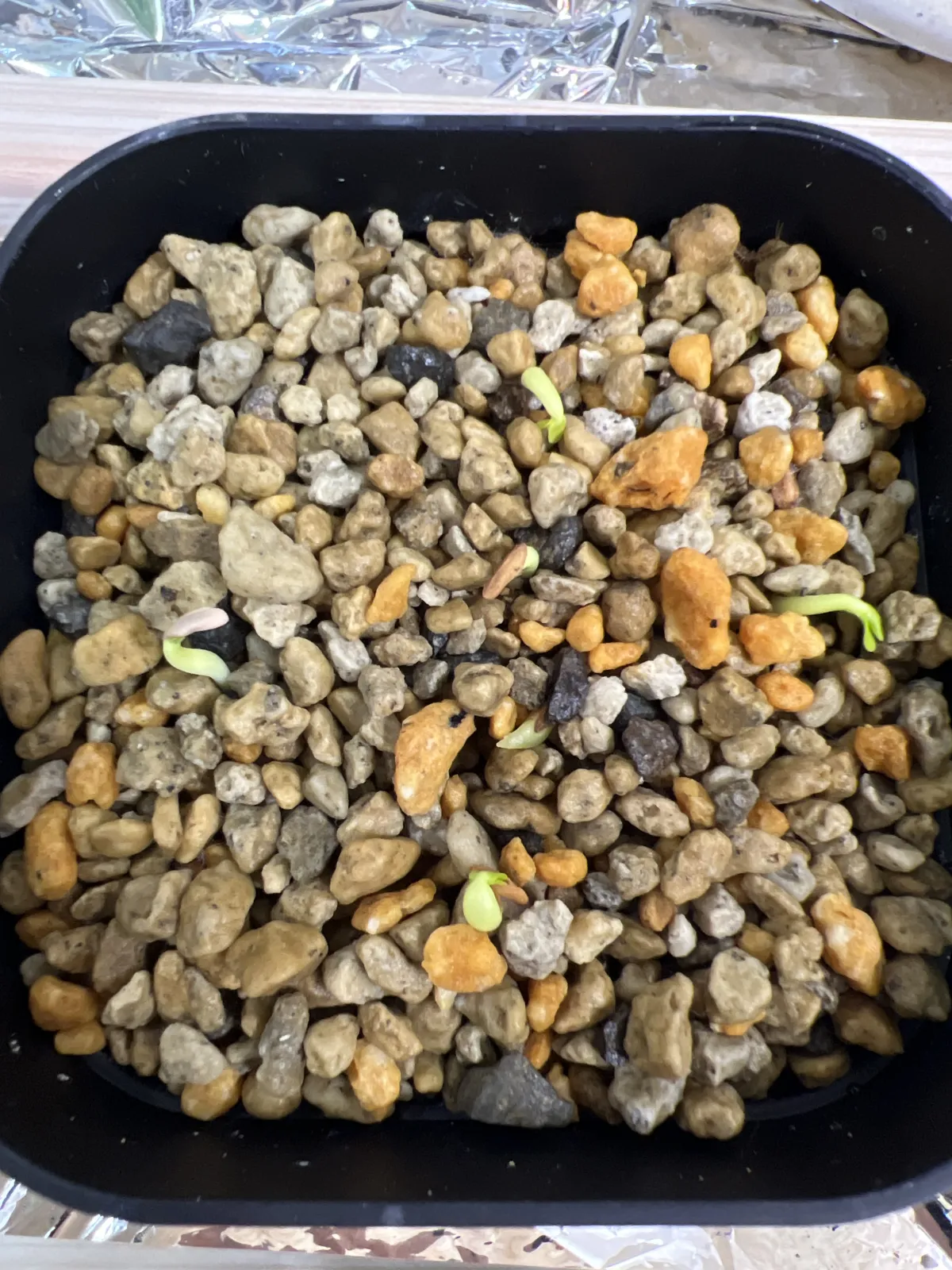 Pachypodium rosulatum var. eburneum (パキポディウム エブレネウム)