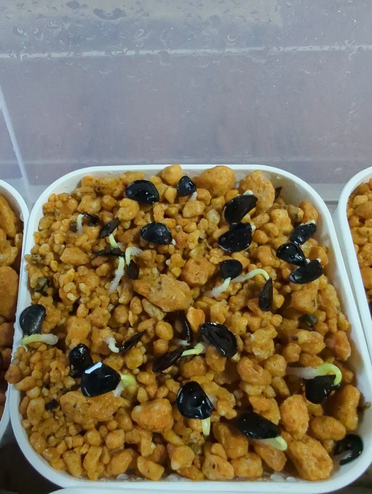 Agave salmiana var. ferox (アガベ フェロックス)