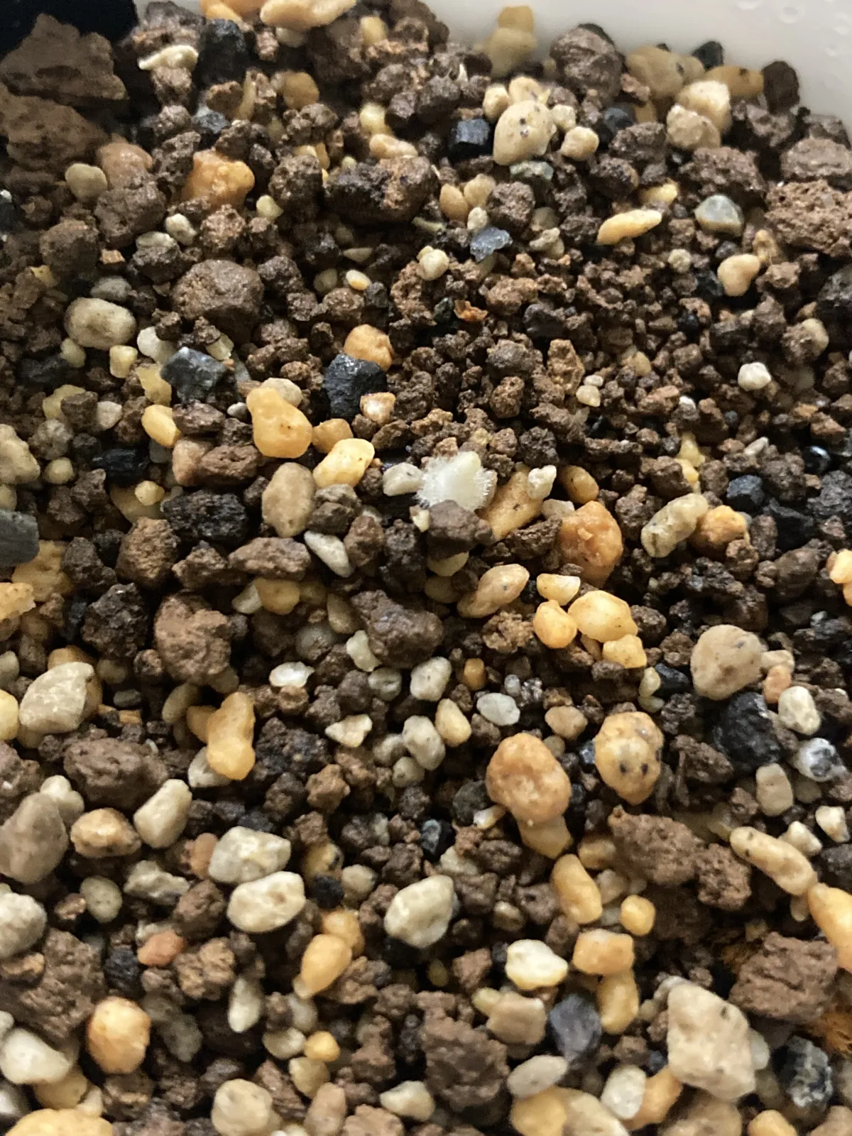 Strelitzia reginae (ストレリチア レジーナ)