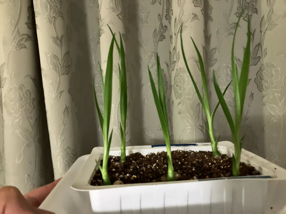 Dracaena draco subsp. draco (ドラセナ ドラコ)