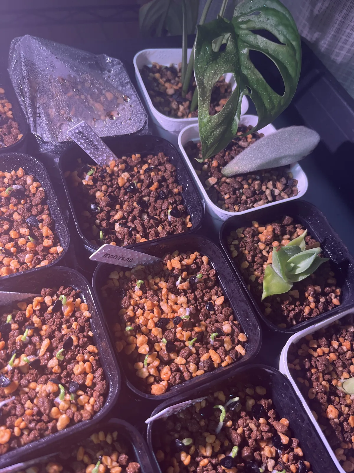 Agave montana (アガベ モンタナ)