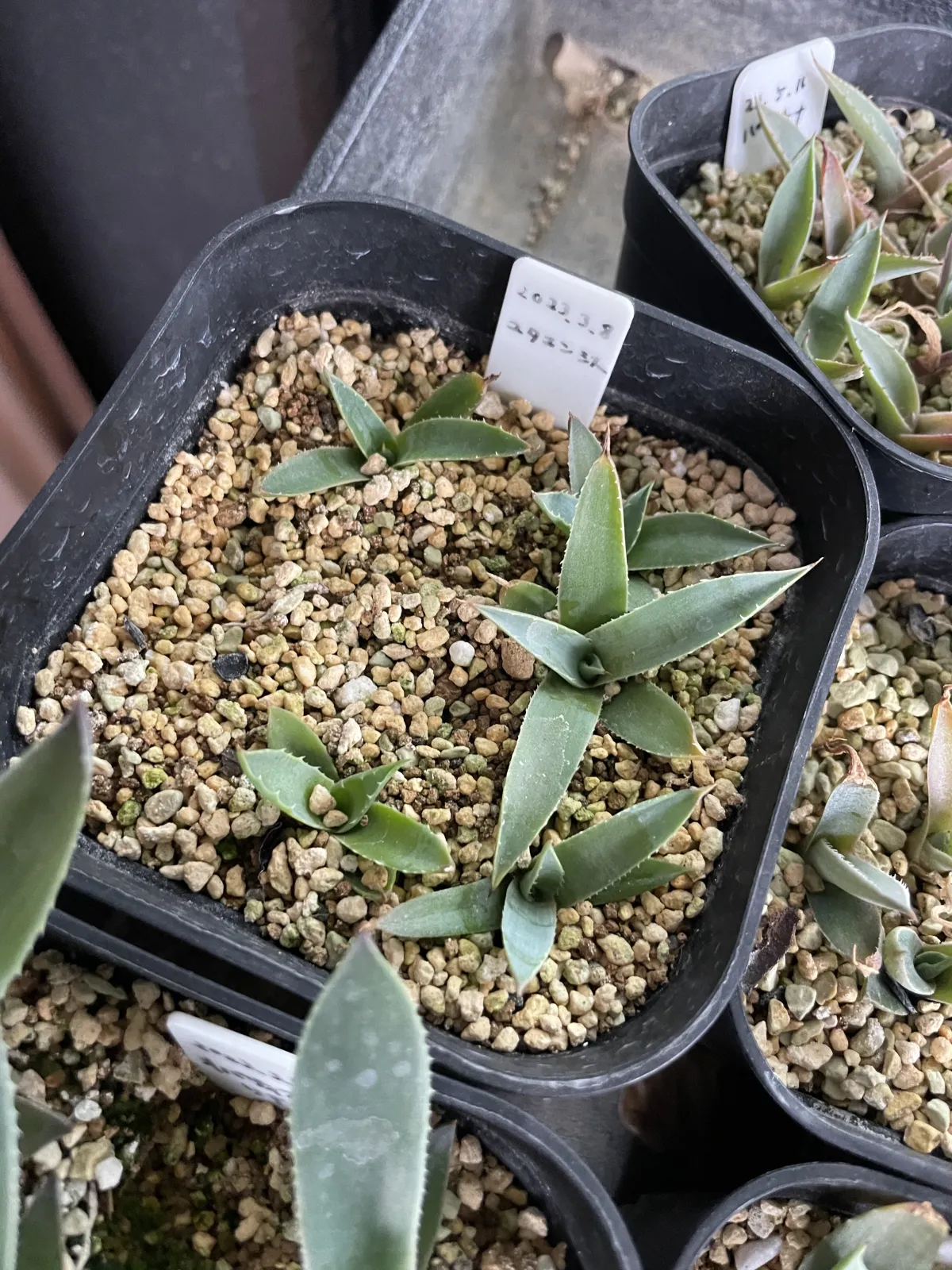 Agave utahensis ssp. utahensis (アガベ ユタエンシス)