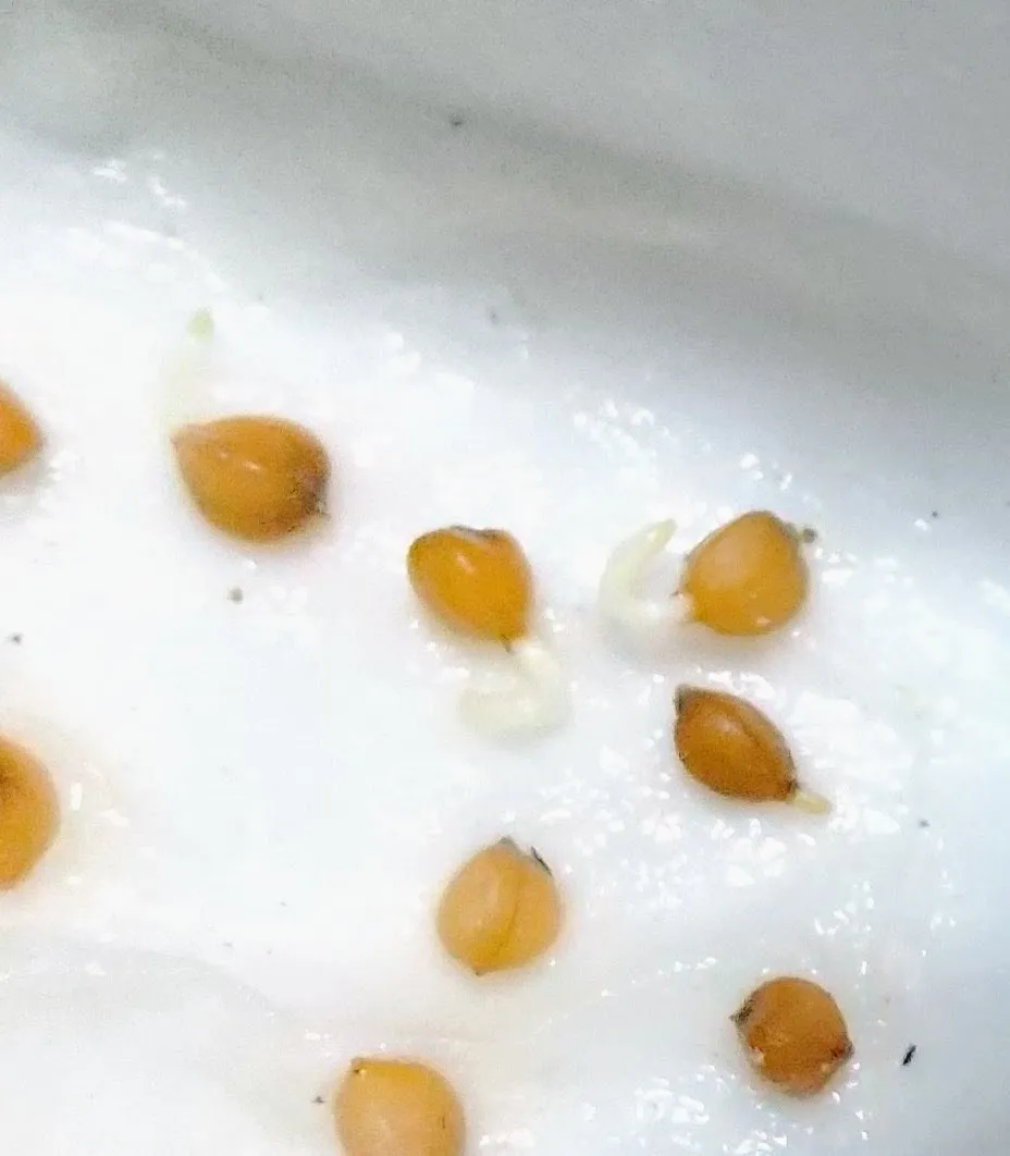 Dasylirion longissimum var. longissimum (ダシリリオン ロンギシマム)