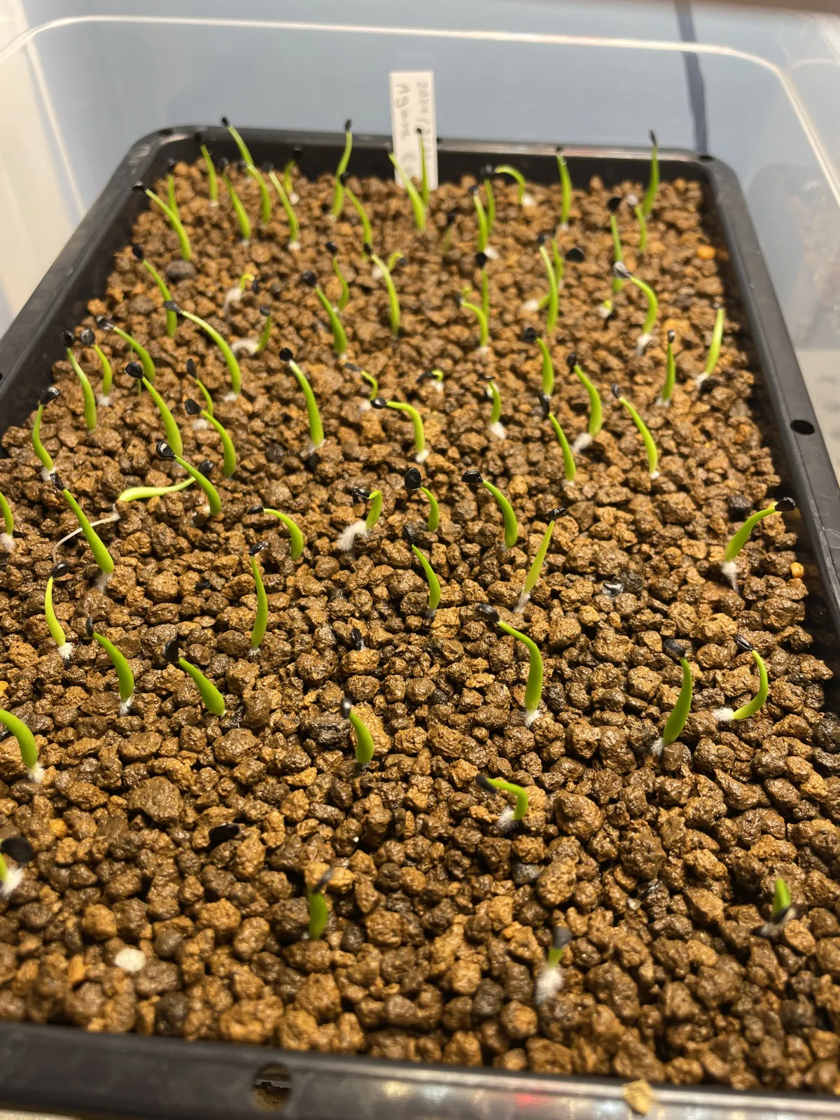 Agave utahensis var. eborispina (アガベ エボリスピナ)