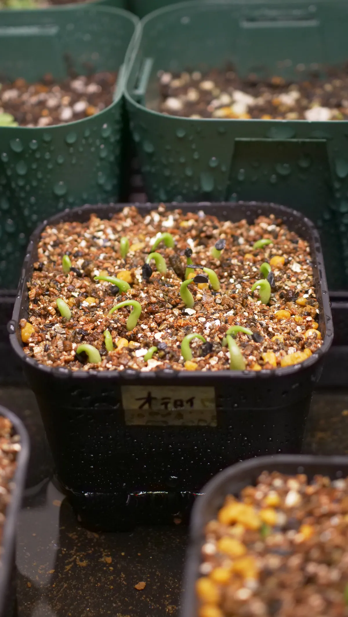 Agave oteroi (アガベ オテロイ)