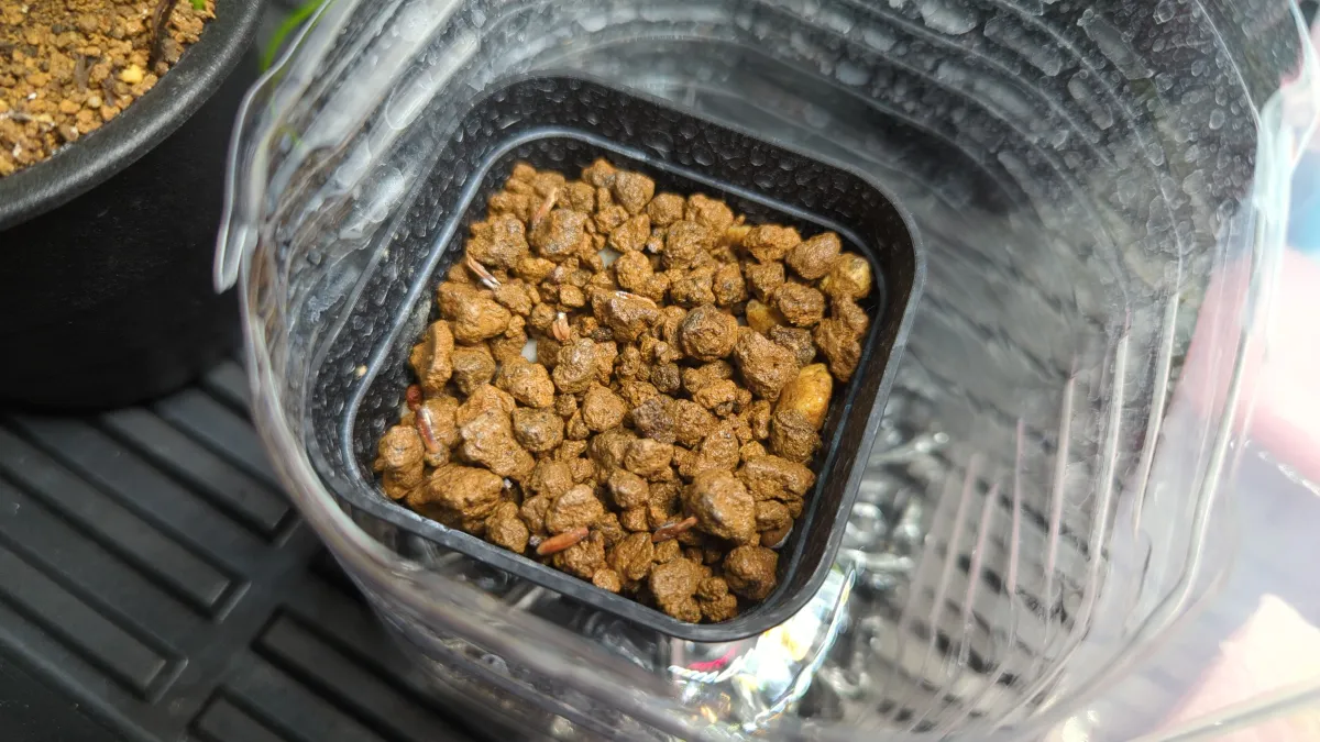 [無料種子] 発芽難 パキポディウム グラキリス　 Pachypodium rosulatum var. gracilius