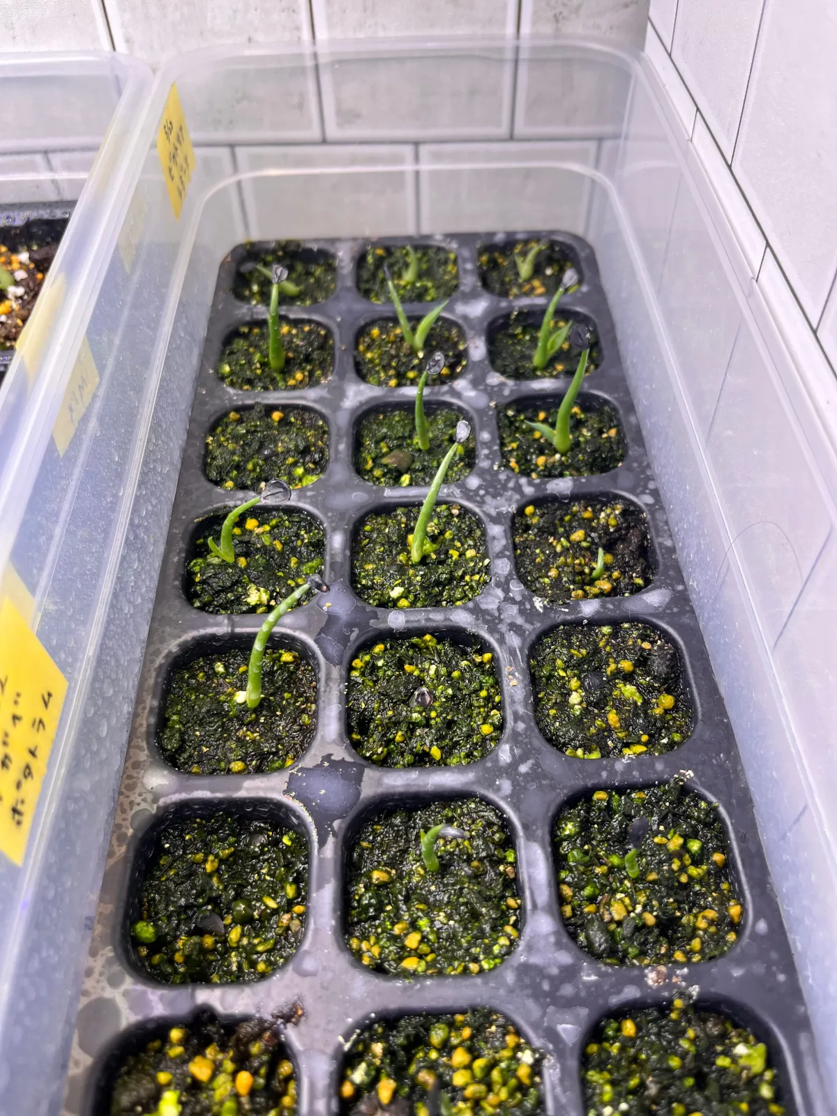 Agave potatorum Dwarf (アガベ ポタトラムドワーフ)