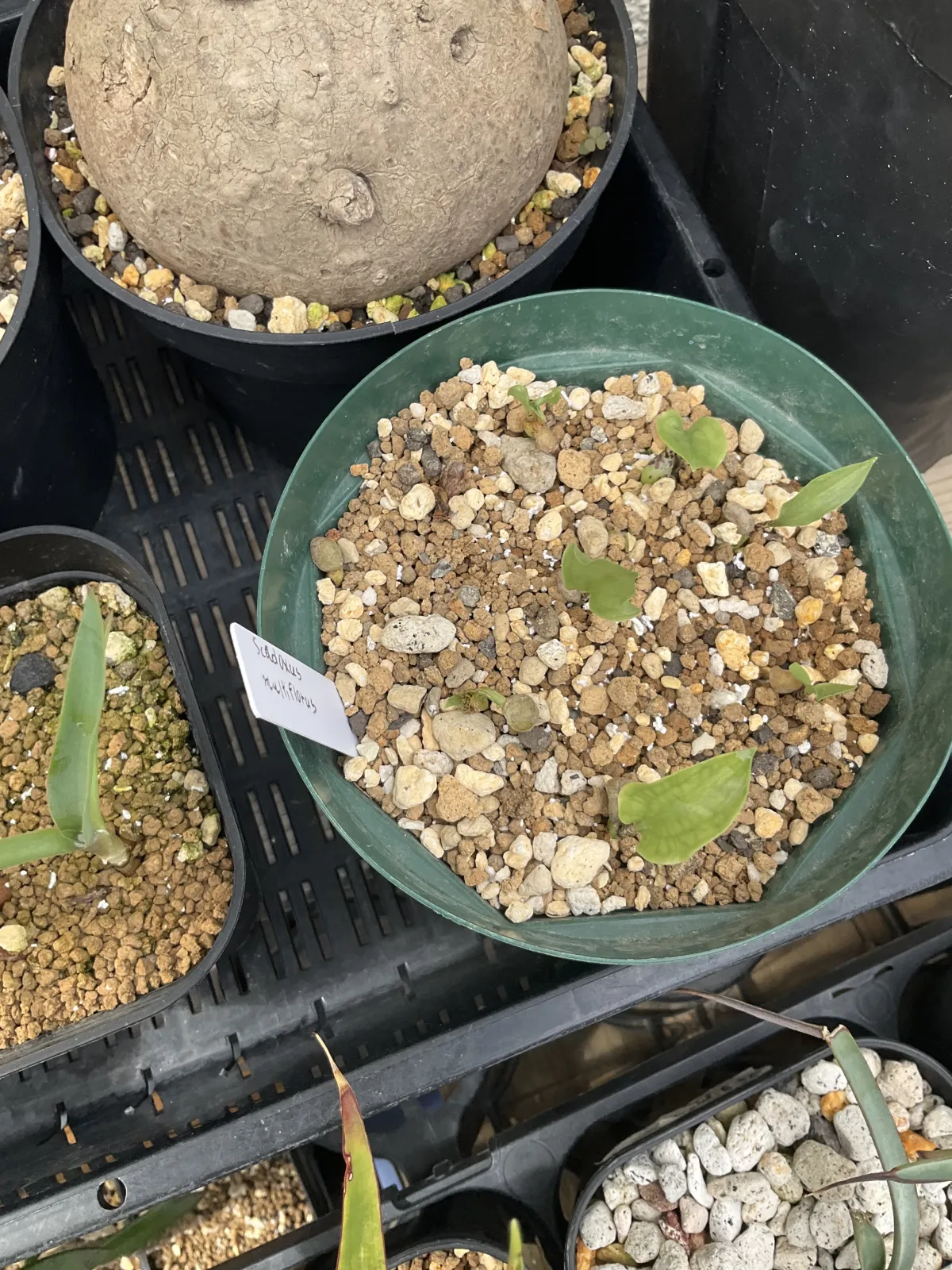 Scadoxus multiflorus (スカドクサス マルチフローラス 発根)