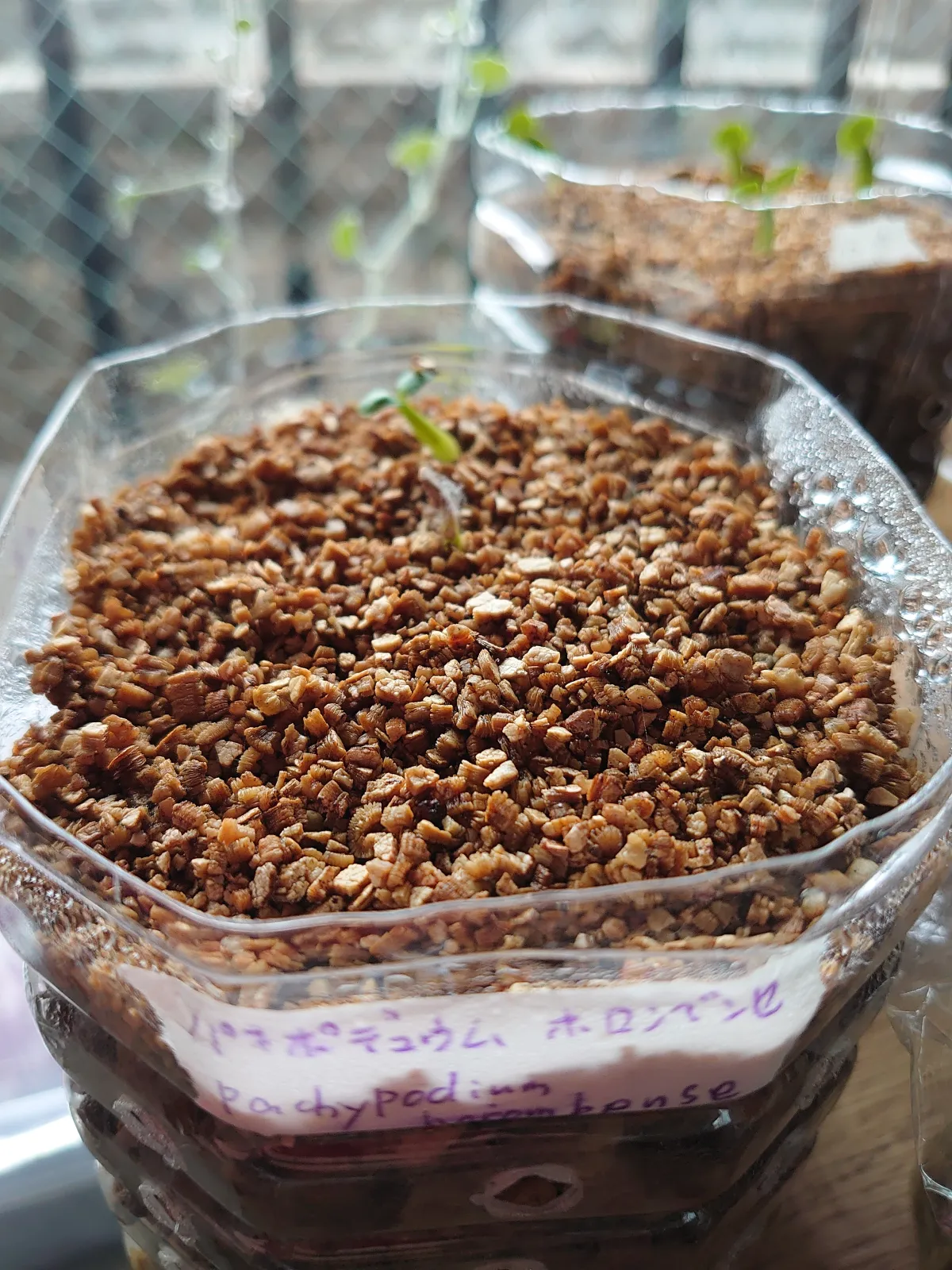 Pachypodium horombense (パキポディウム ホロンベンセ)