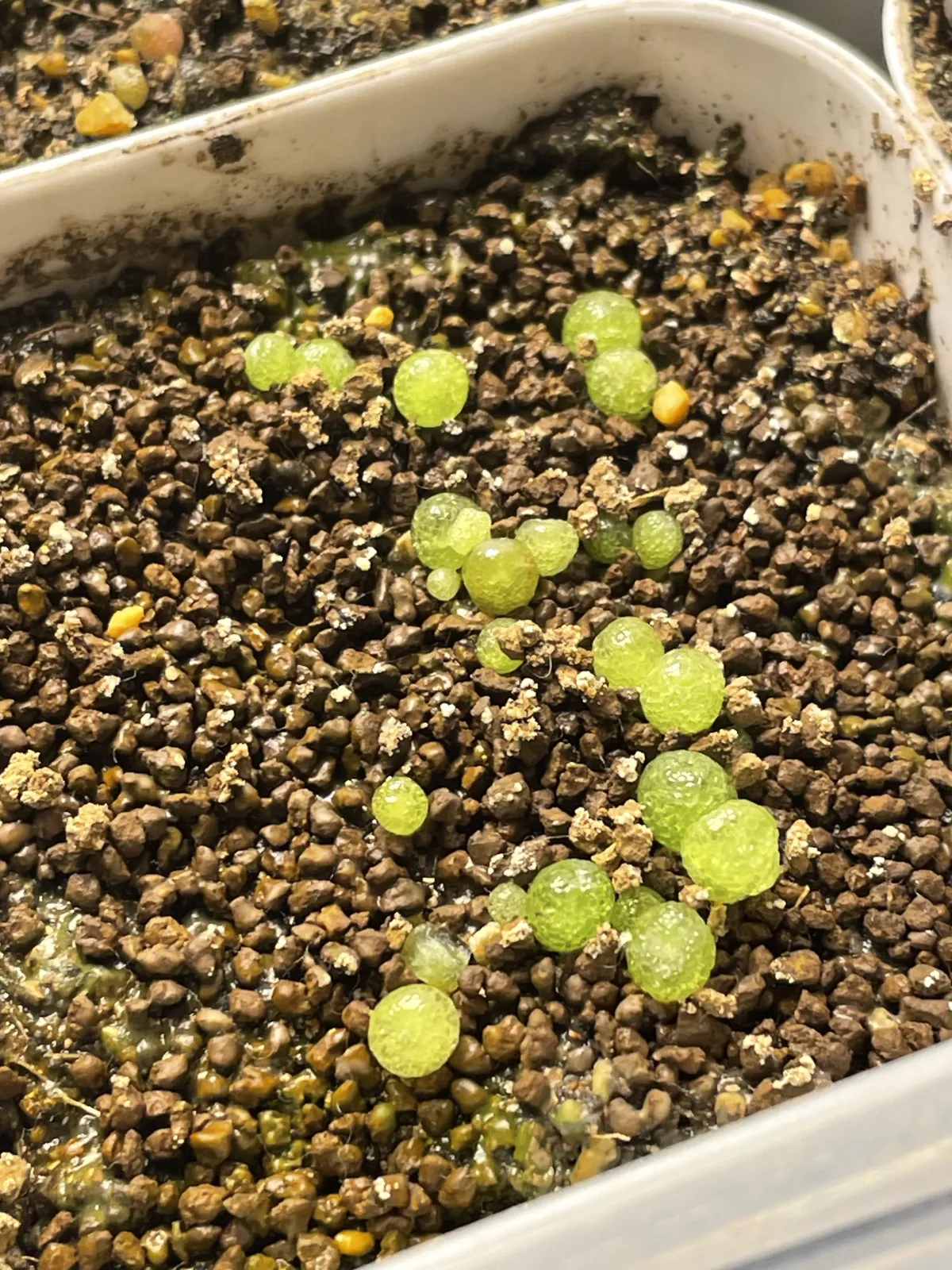 Conophytum burgeri (コノフィツム ブルゲリ)