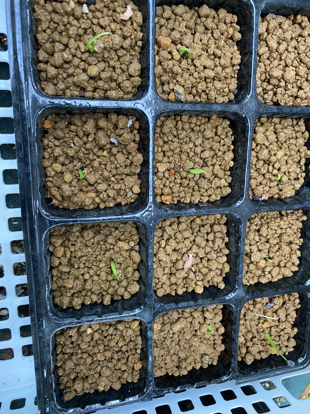 Agave utahensis var. eborispina (アガベ エボリスピナ)