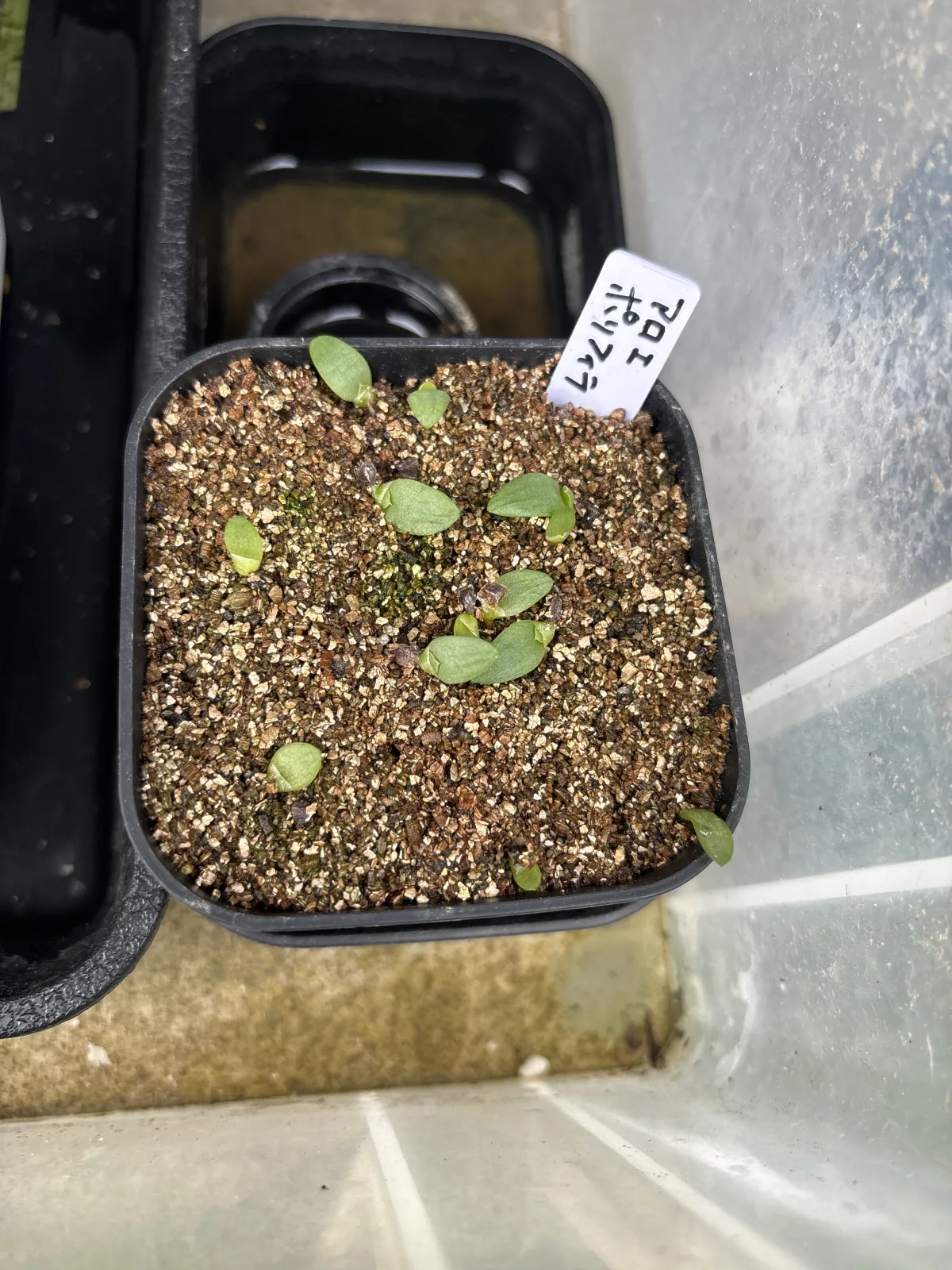 Aloe polyphylla (アロエ ポリフィラ)