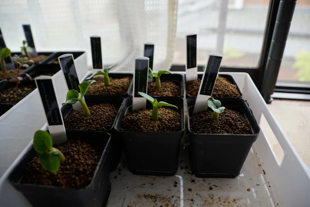 Adenium arabicum (アデニウム アラビカム)