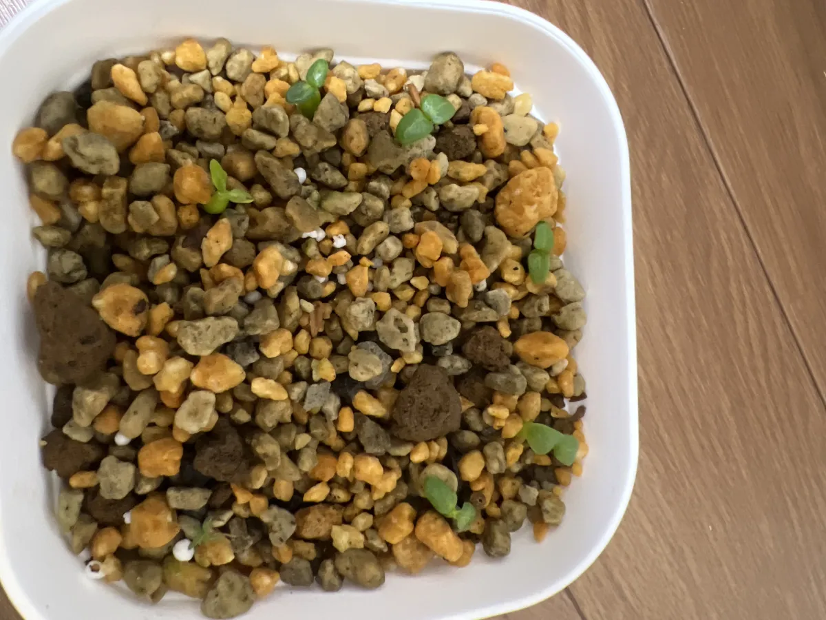 Pachypodium brevicaule subsp. leucoxanthum (パキポディウム レウコキサンツム)