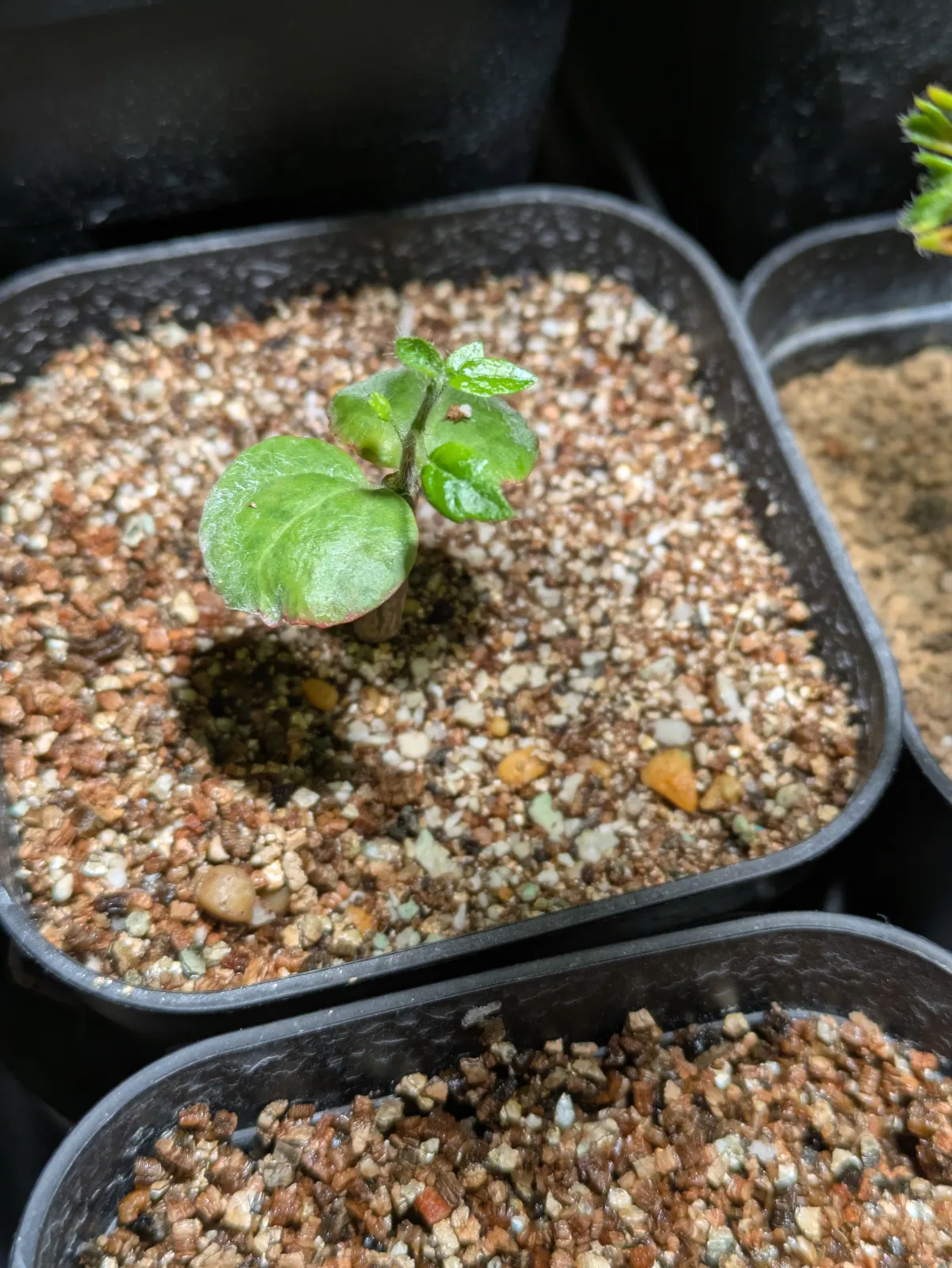 Commiphora monstruosa (コミフォラ モンストローサ)