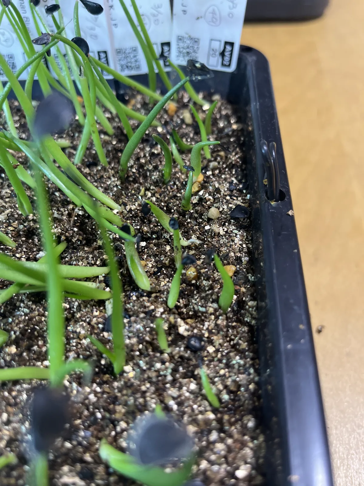 Agave titanota 'Blue' (アガベ チタノタブルー)