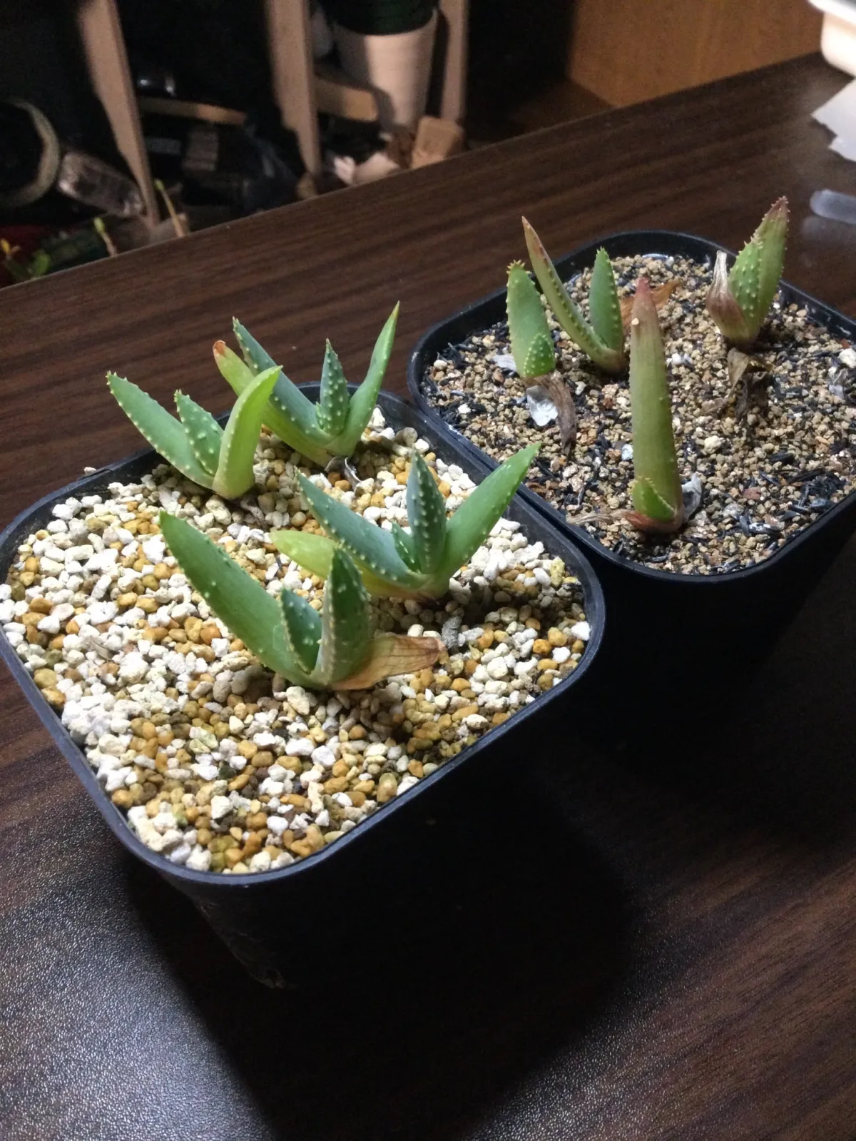 Aloe dichotoma (アロエ ディコトマ)