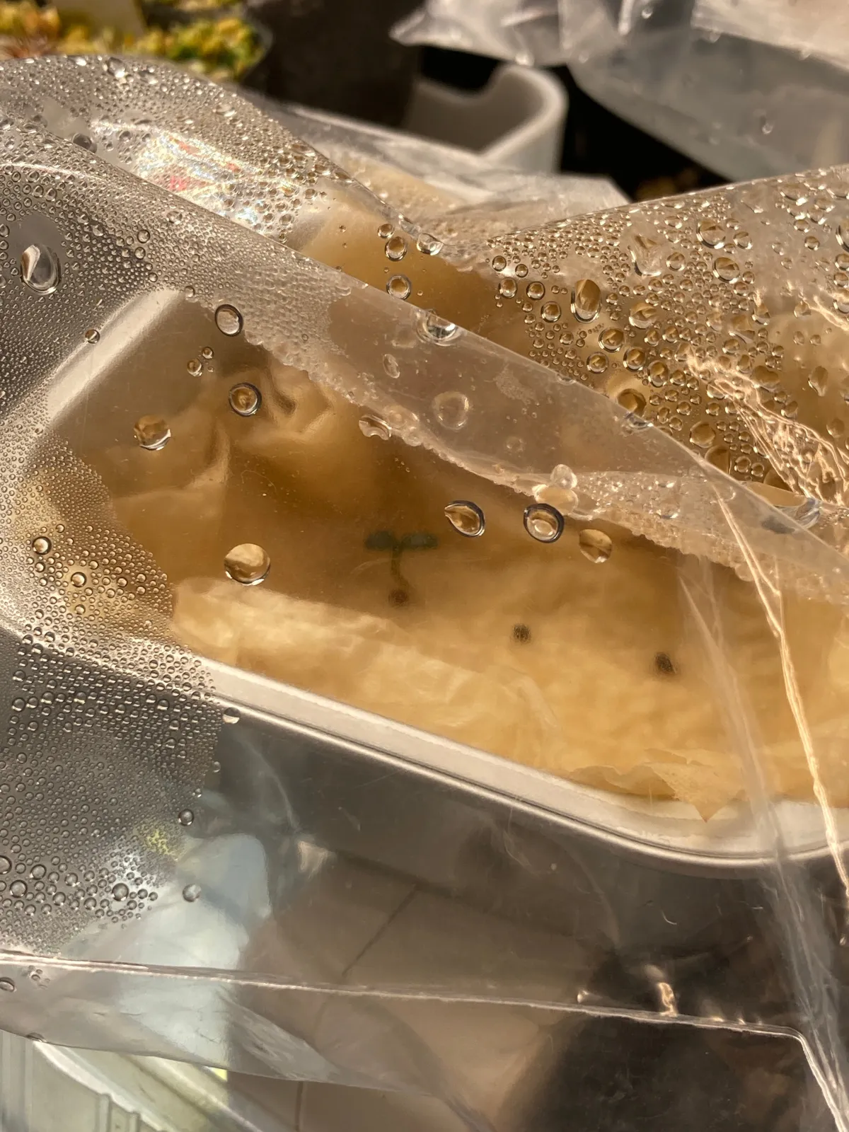 Decarya madagascariensis (デカリア マダガスカリエンシス)