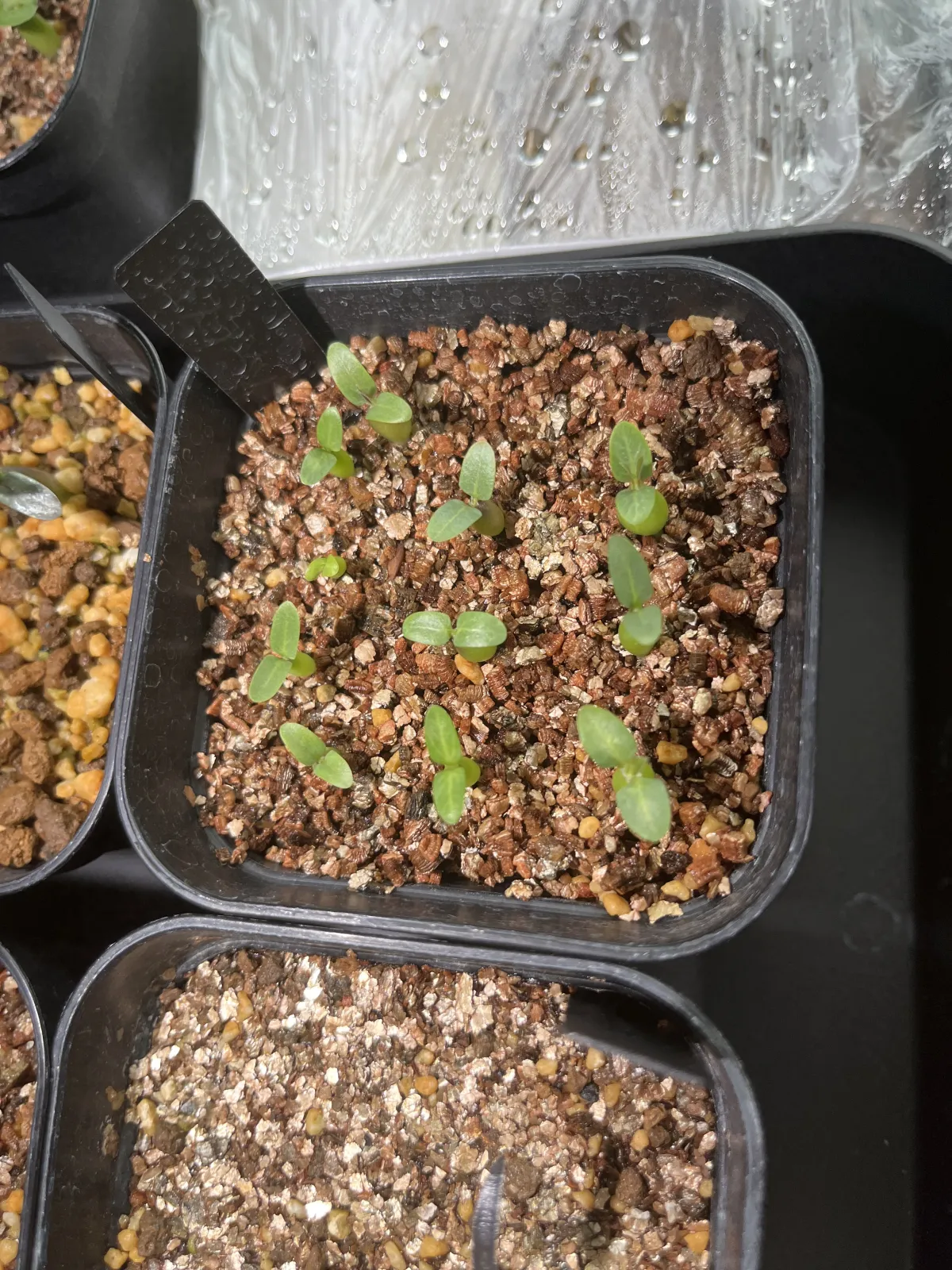 Pachypodium densiflorum var. brevicalyx (パキポディウム ブレビカリックス)