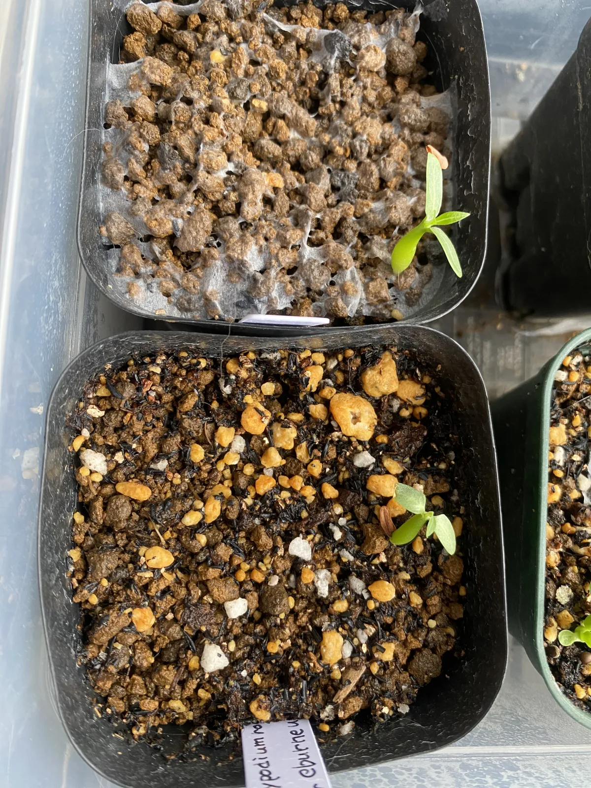 Pachypodium rosulatum var. eburneum (パキポディウム エブレネウム)