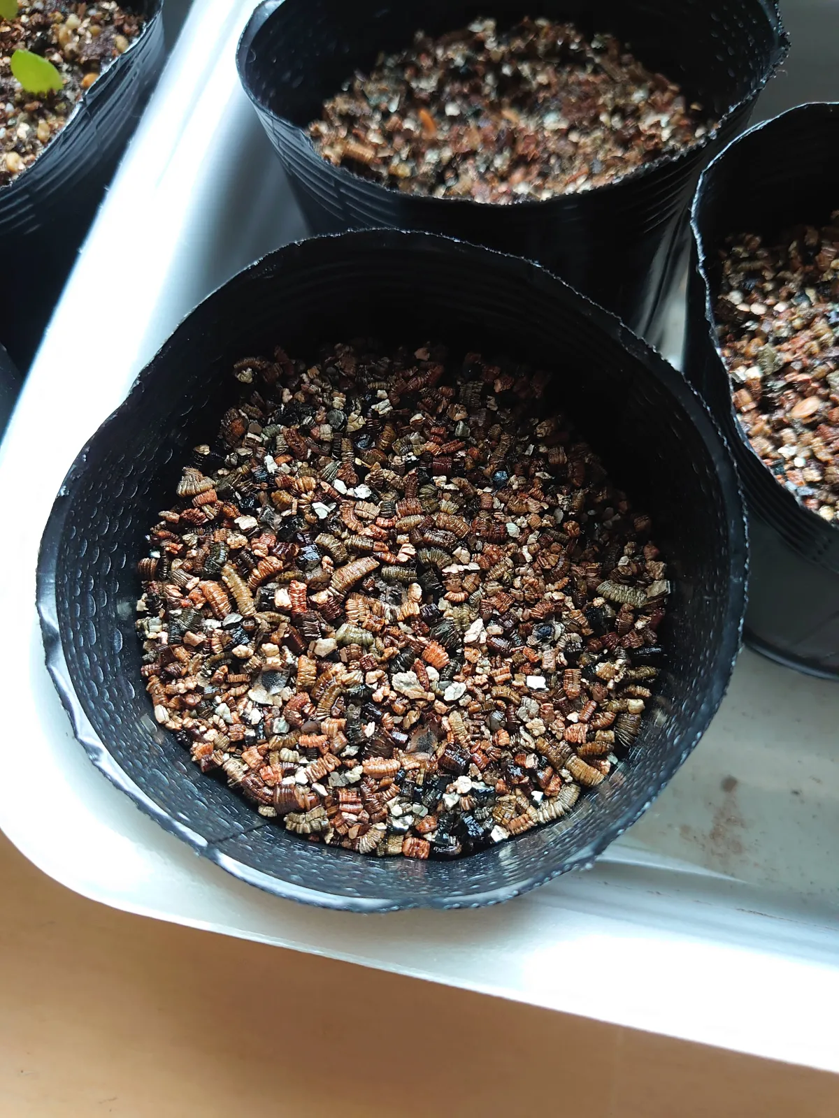 Aloe maculata (アロエ マクラータ)