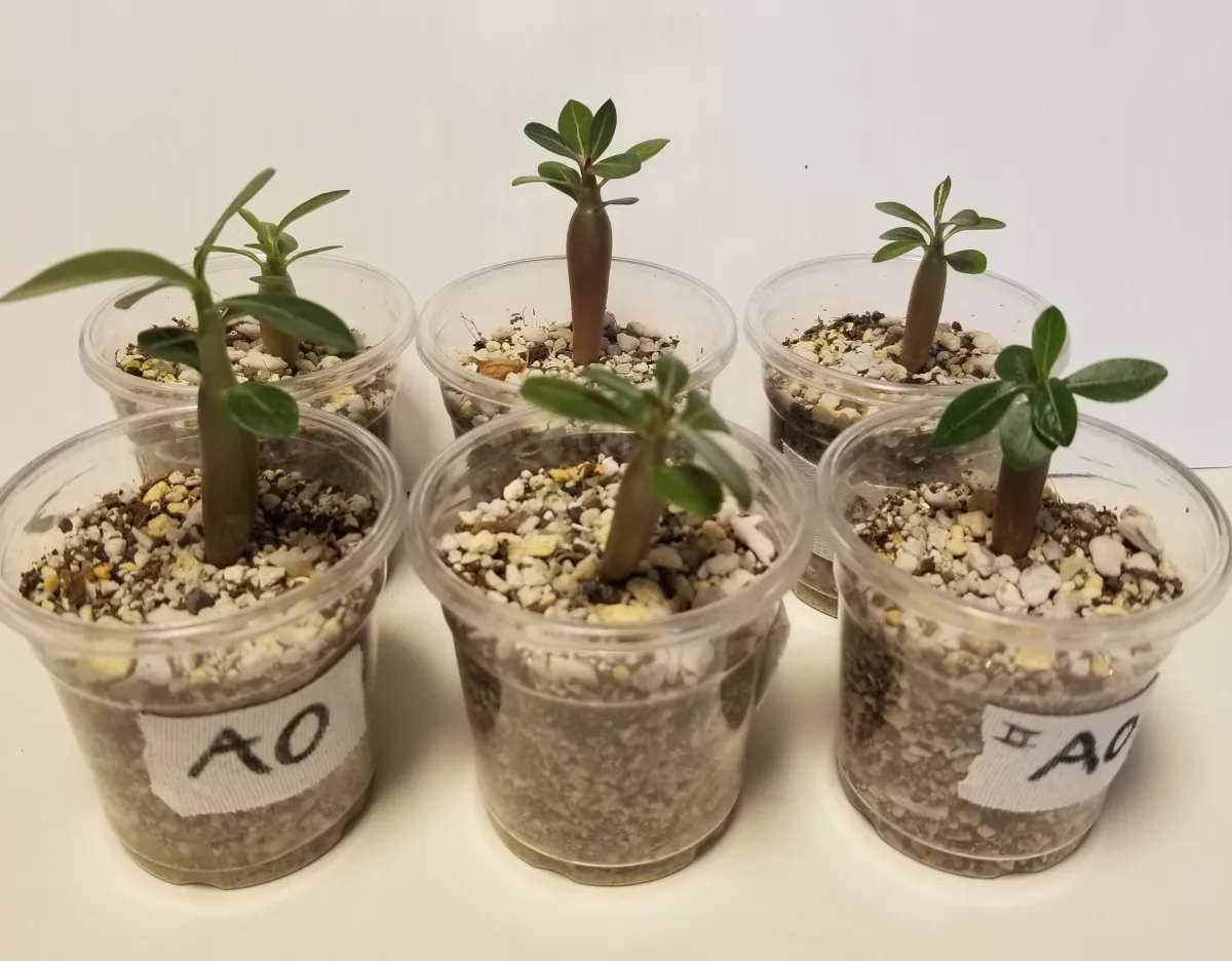 Adenium obesum (アデニウム オベスム)