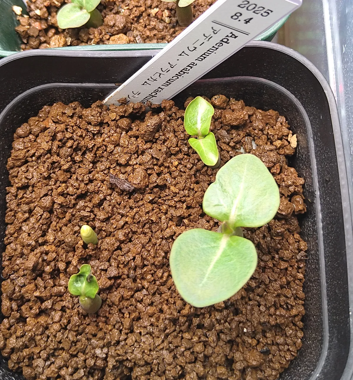 Adenium arabicum Rashiny (アデニウム アラビカム ラシニー)