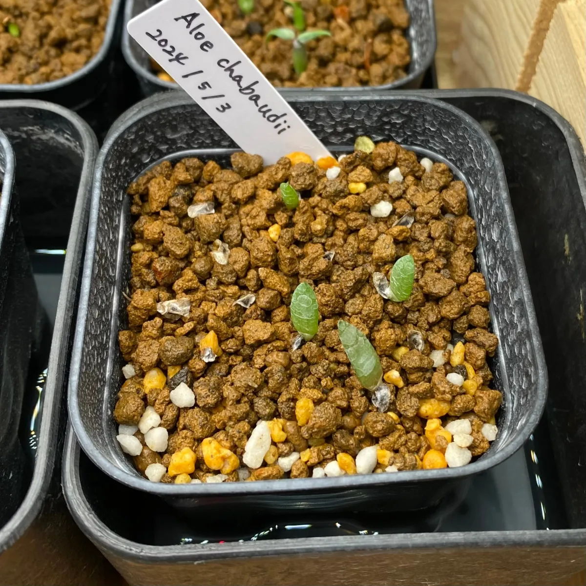 Aloe chabaudii (アロエ チャバウディー)