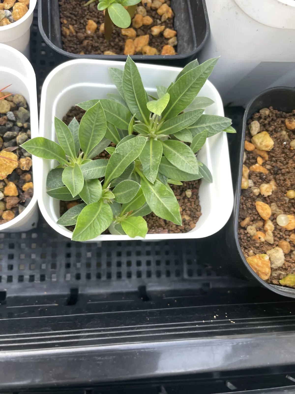 Pachypodium brevicaule subsp. leucoxanthum (パキポディウム レウコキサンツム)