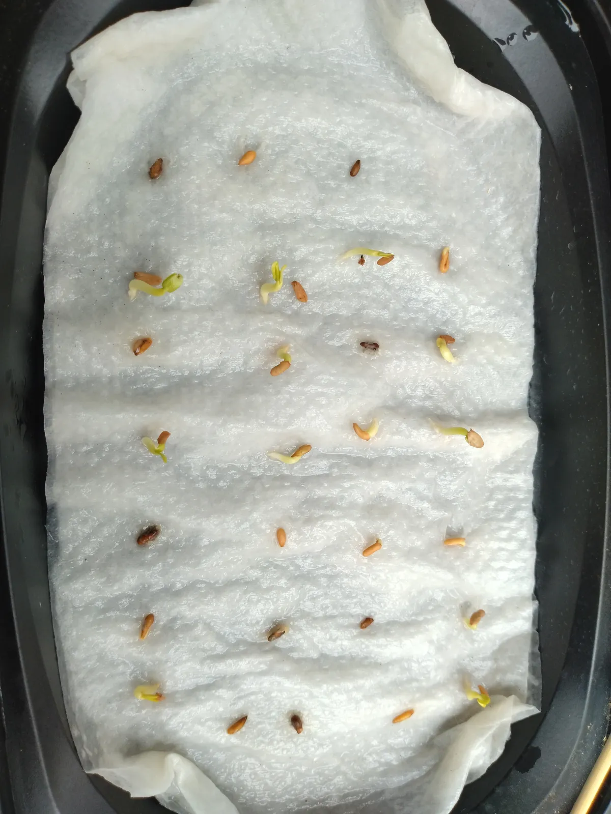 Pachypodium densiflorum var. densiflorum (パキポディウム デンシフローラム)