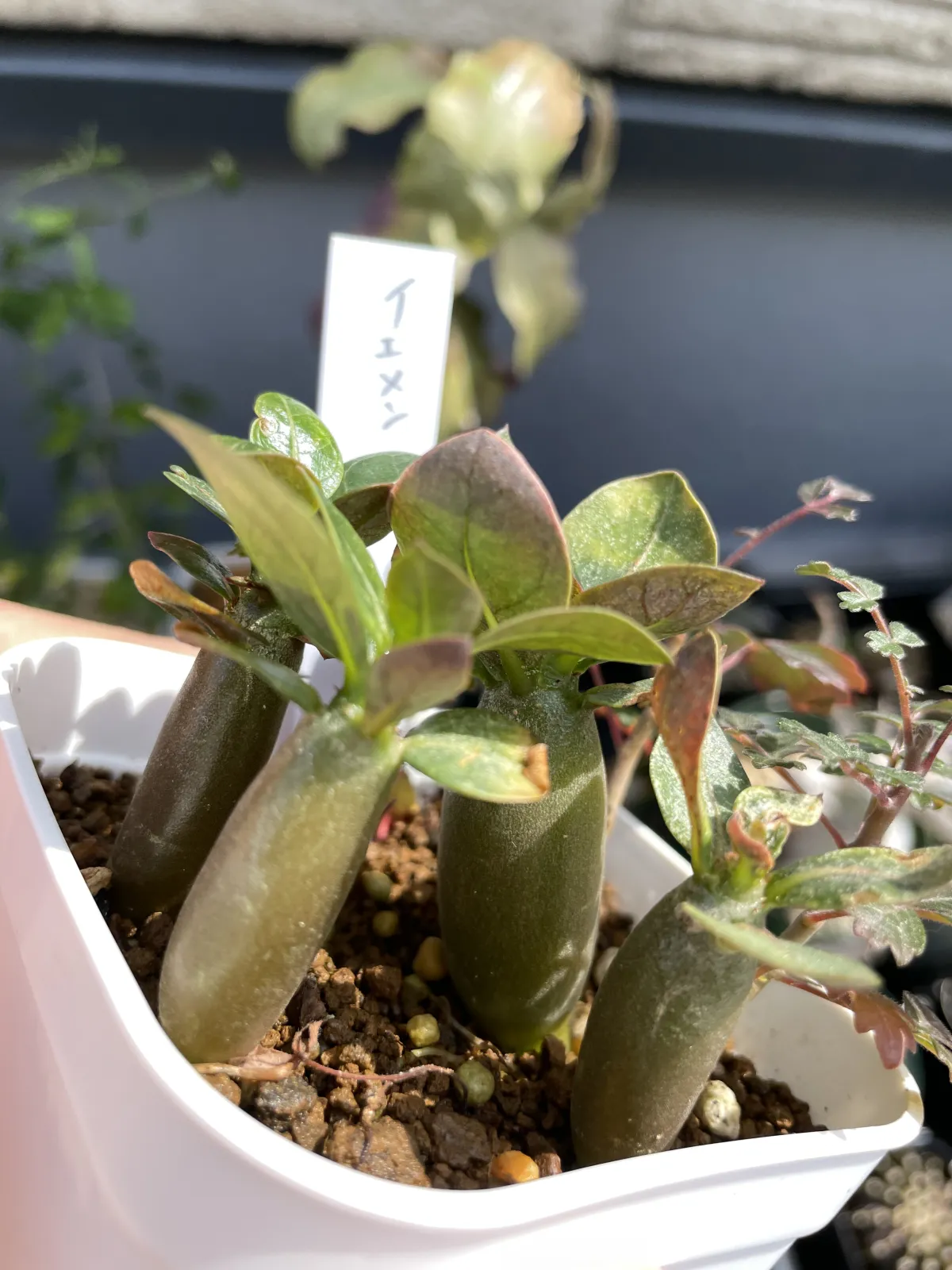 Adenium arabicum (アデニウム アラビカム イエメン)