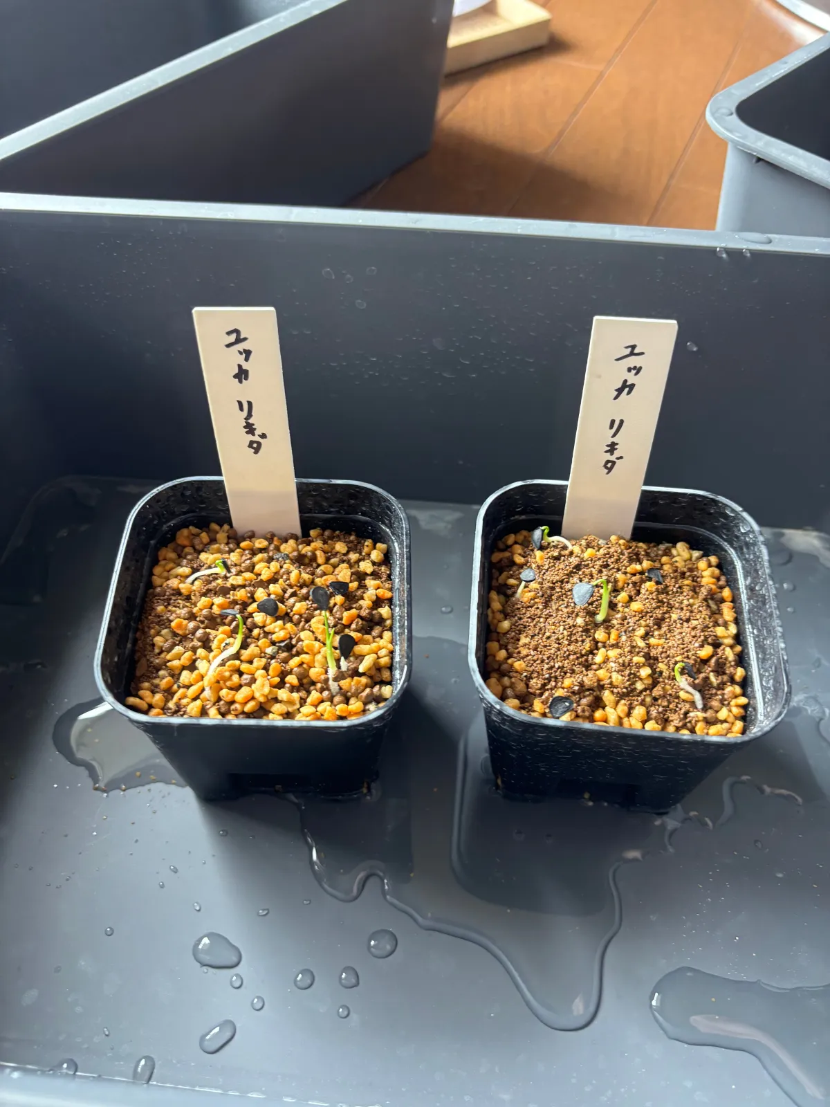 Yucca rigida (ユッカ リギダ)