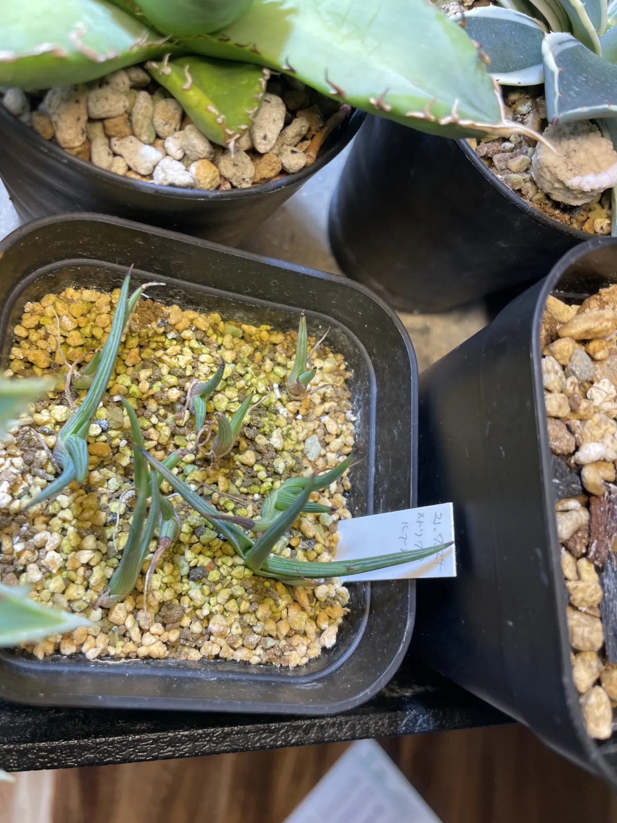 Agave stricta rubra (アガベ ストリクタ ルブラ)