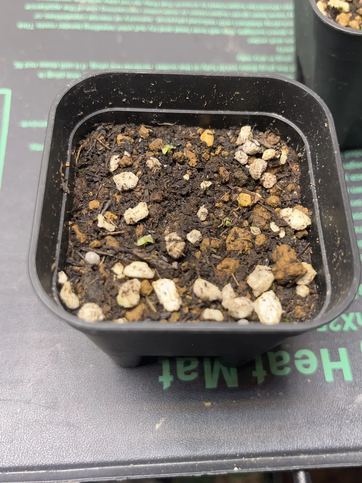 Sinningia iarae (シンニンギア イアラエ)