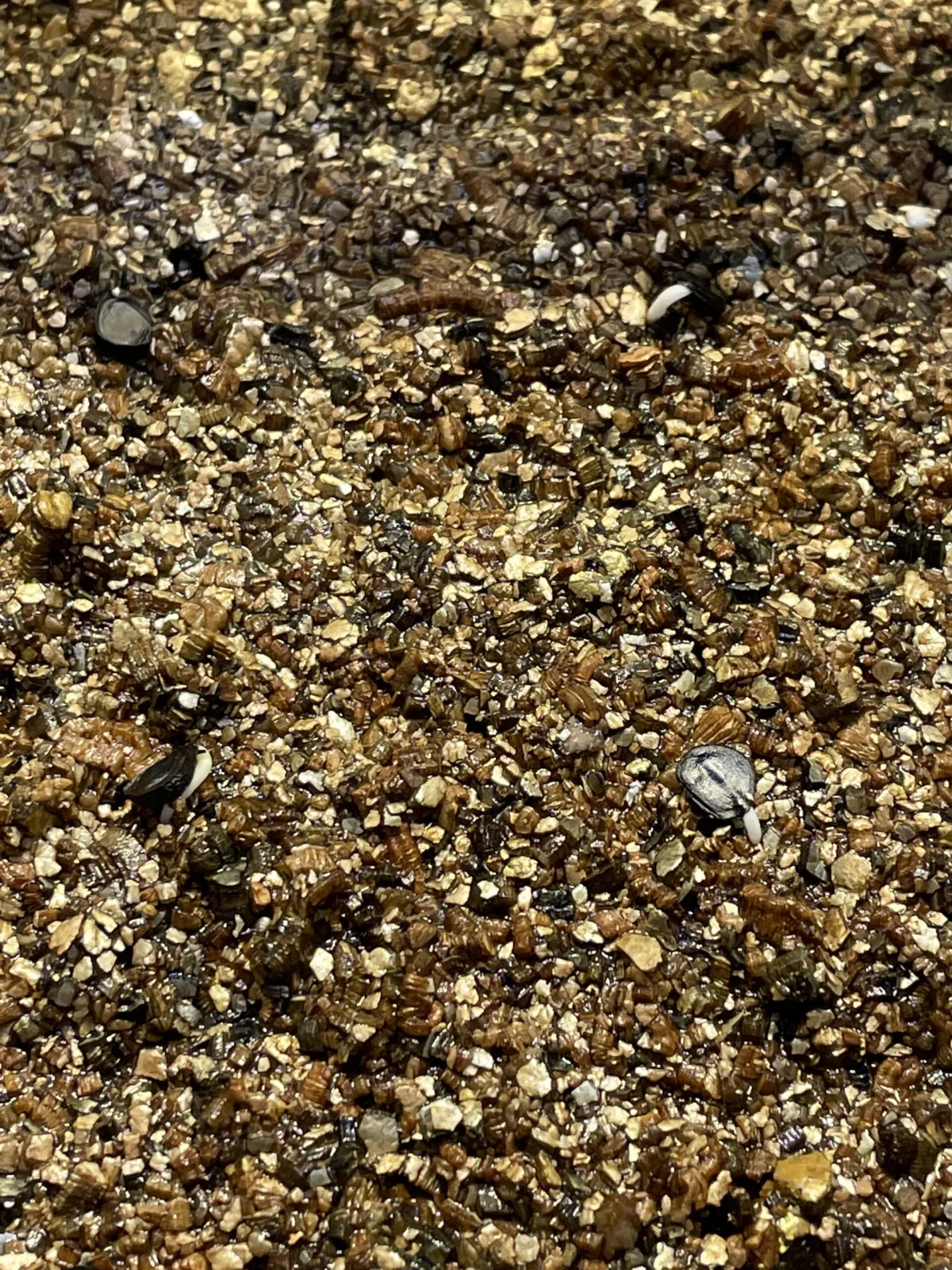 Agave utahensis ssp. utahensis (アガベ ユタエンシス)