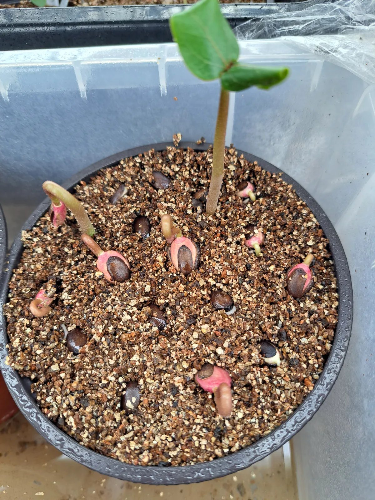 Jatropha podagrica 'Red' (ヤトロファ ポダグリカ レッド 'サンゴ油桐')